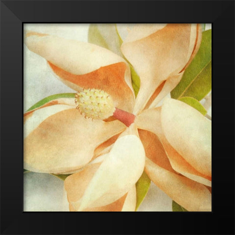 Vintage Magnolia I Black Modern Wood Framed Art Print by Malek, Honey