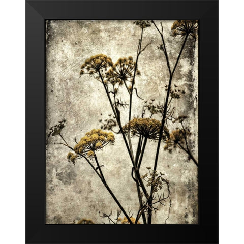 Big Sur Yarrow II Black Modern Wood Framed Art Print by Malek, Honey