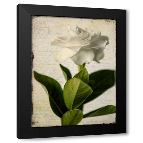 Gardenia Grunge I Black Modern Wood Framed Art Print with Double Matting by Malek, Honey