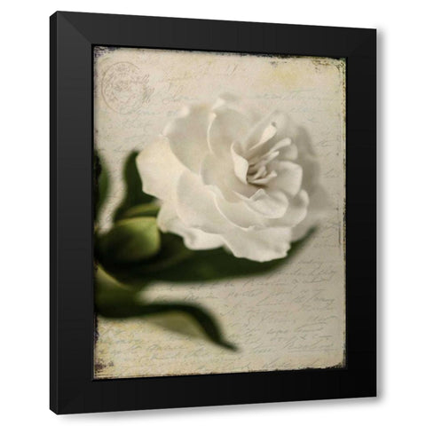 Gardenia Grunge II Black Modern Wood Framed Art Print with Double Matting by Malek, Honey