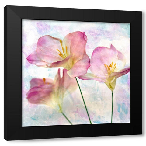 Pink Hyacinth III Black Modern Wood Framed Art Print with Double Matting by Malek, Honey
