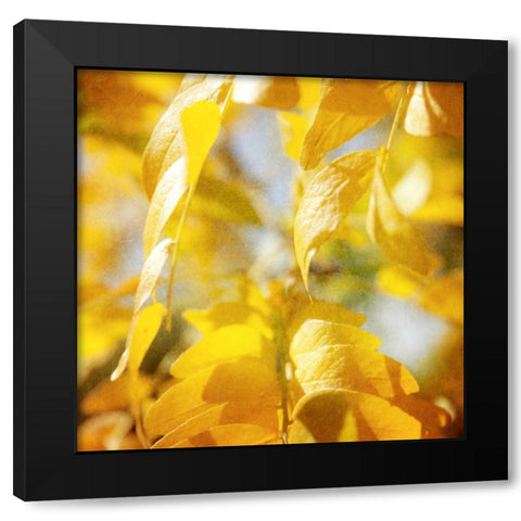 Autumn Photography V Black Modern Wood Framed Art Print with Double Matting by Coomes, Sylvia