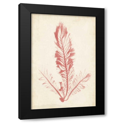 Coral Sea Feather I Black Modern Wood Framed Art Print with Double Matting by Bradbury, Henry