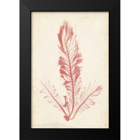Coral Sea Feather I Black Modern Wood Framed Art Print by Bradbury, Henry