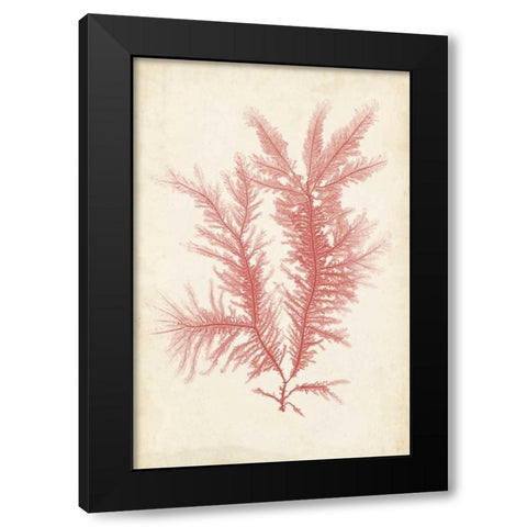 Coral Sea Feather II Black Modern Wood Framed Art Print with Double Matting by Bradbury, Henry