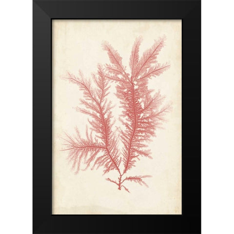 Coral Sea Feather II Black Modern Wood Framed Art Print by Bradbury, Henry