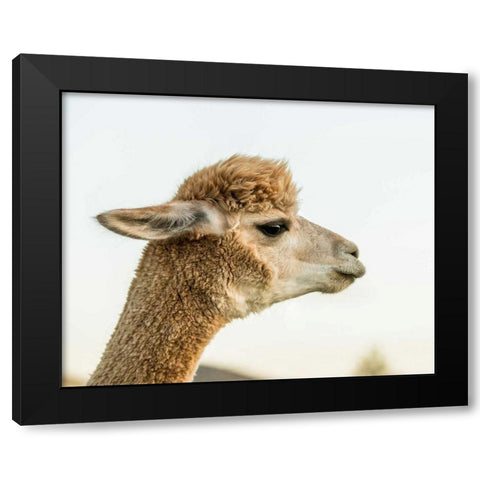Alpaca Portrait I Black Modern Wood Framed Art Print with Double Matting by Stockton, Tyler