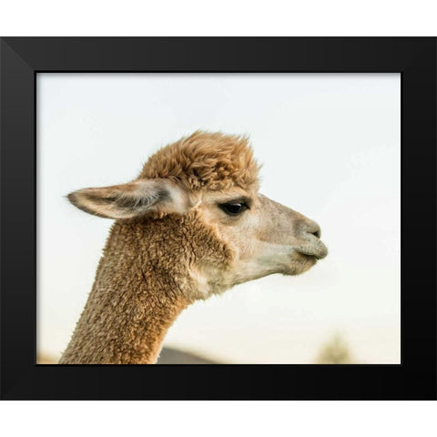 Alpaca Portrait I Black Modern Wood Framed Art Print by Stockton, Tyler