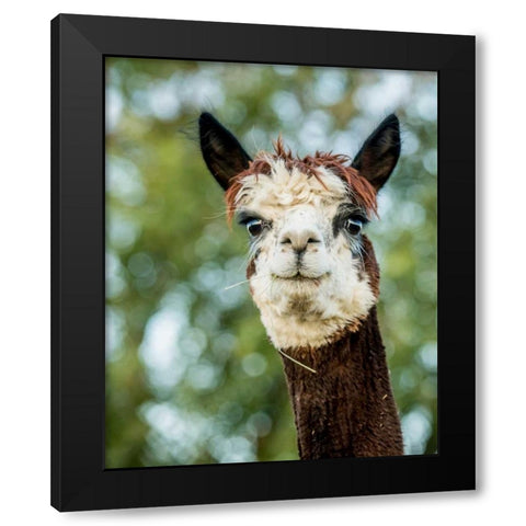 Alpaca Portrait II Black Modern Wood Framed Art Print with Double Matting by Stockton, Tyler