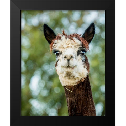 Alpaca Portrait II Black Modern Wood Framed Art Print by Stockton, Tyler