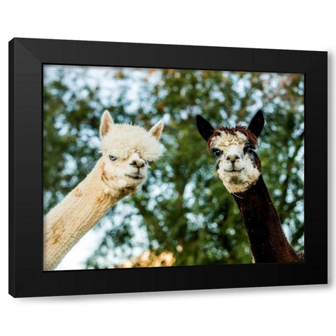 Alpaca Portrait III Black Modern Wood Framed Art Print with Double Matting by Stockton, Tyler
