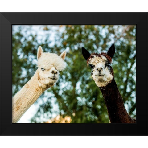 Alpaca Portrait III Black Modern Wood Framed Art Print by Stockton, Tyler
