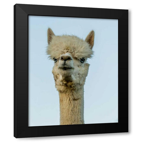 Alpaca Portrait IV Black Modern Wood Framed Art Print by Stockton, Tyler