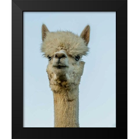 Alpaca Portrait IV Black Modern Wood Framed Art Print by Stockton, Tyler