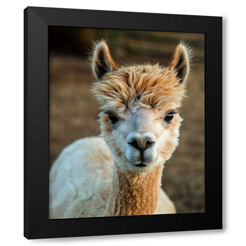 Alpaca Portrait V Black Modern Wood Framed Art Print by Stockton, Tyler