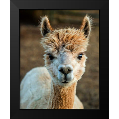 Alpaca Portrait V Black Modern Wood Framed Art Print by Stockton, Tyler