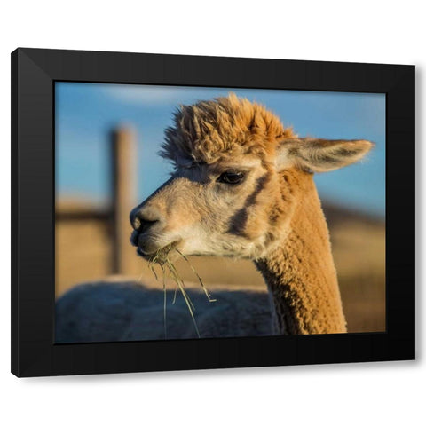 Alpaca Portrait VI Black Modern Wood Framed Art Print by Stockton, Tyler