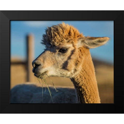 Alpaca Portrait VI Black Modern Wood Framed Art Print by Stockton, Tyler