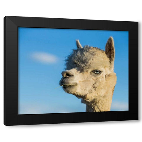 Alpaca Portrait VII Black Modern Wood Framed Art Print by Stockton, Tyler
