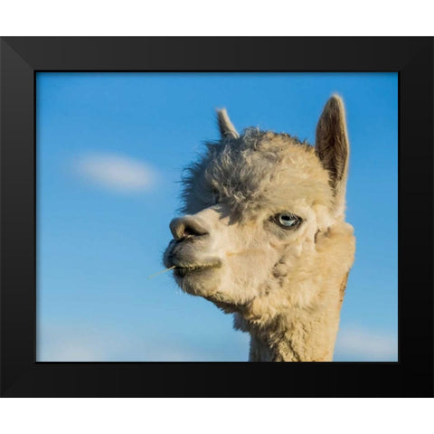 Alpaca Portrait VII Black Modern Wood Framed Art Print by Stockton, Tyler