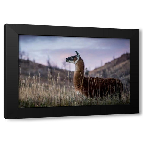 Llama Portrait I Black Modern Wood Framed Art Print with Double Matting by Stockton, Tyler