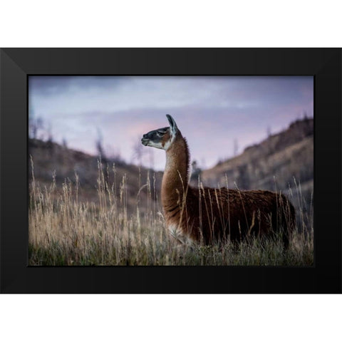 Llama Portrait I Black Modern Wood Framed Art Print by Stockton, Tyler