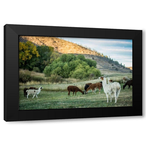 Llama Portrait II Black Modern Wood Framed Art Print with Double Matting by Stockton, Tyler