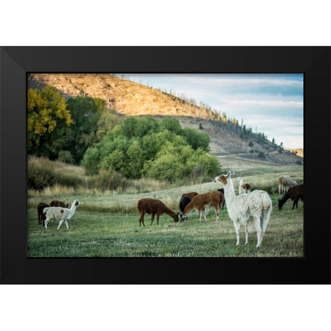 Llama Portrait II Black Modern Wood Framed Art Print by Stockton, Tyler