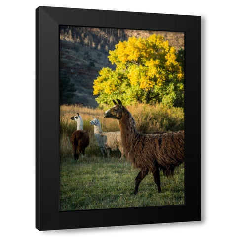 Llama Portrait III Black Modern Wood Framed Art Print by Stockton, Tyler