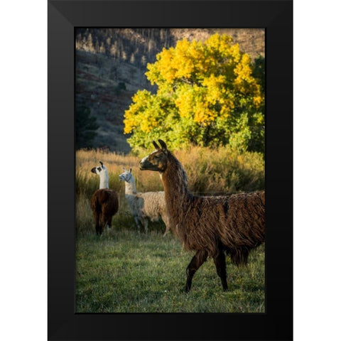 Llama Portrait III Black Modern Wood Framed Art Print by Stockton, Tyler