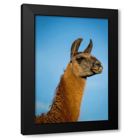 Llama Portrait IV Black Modern Wood Framed Art Print by Stockton, Tyler