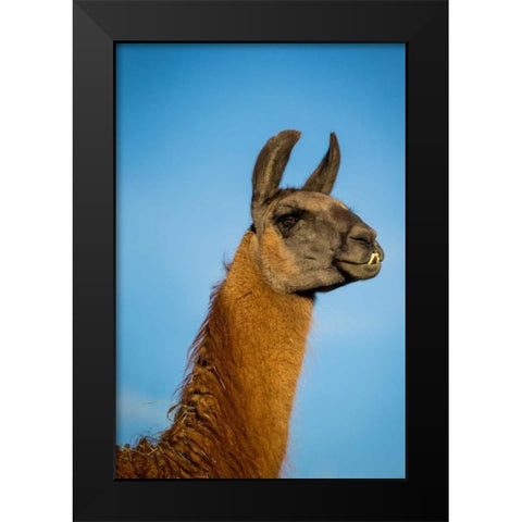 Llama Portrait IV Black Modern Wood Framed Art Print by Stockton, Tyler