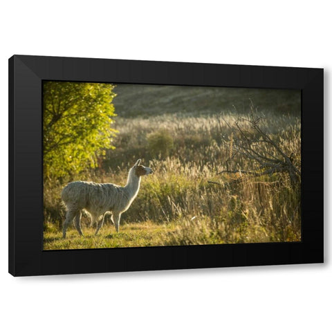 Llama Portrait V Black Modern Wood Framed Art Print by Stockton, Tyler