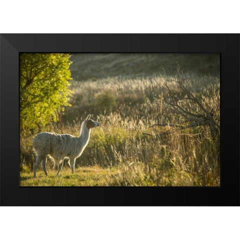 Llama Portrait V Black Modern Wood Framed Art Print by Stockton, Tyler