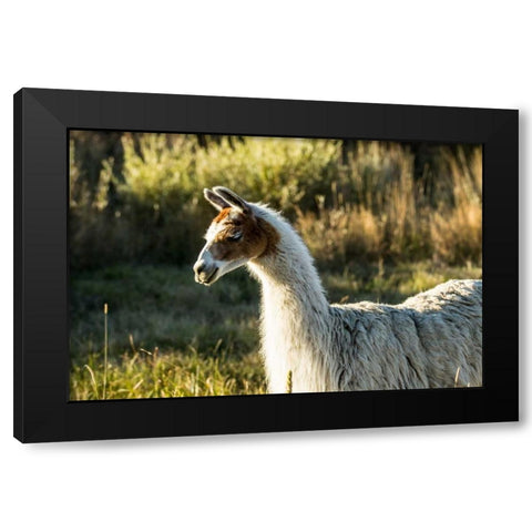Llama Portrait VI Black Modern Wood Framed Art Print by Stockton, Tyler