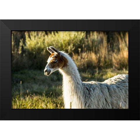 Llama Portrait VI Black Modern Wood Framed Art Print by Stockton, Tyler
