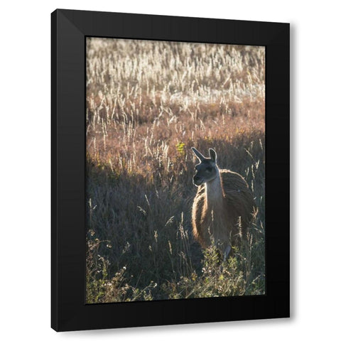 Llama Portrait VII Black Modern Wood Framed Art Print with Double Matting by Stockton, Tyler