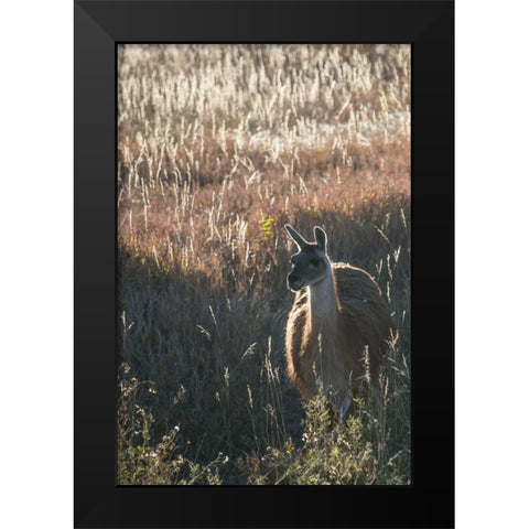 Llama Portrait VII Black Modern Wood Framed Art Print by Stockton, Tyler