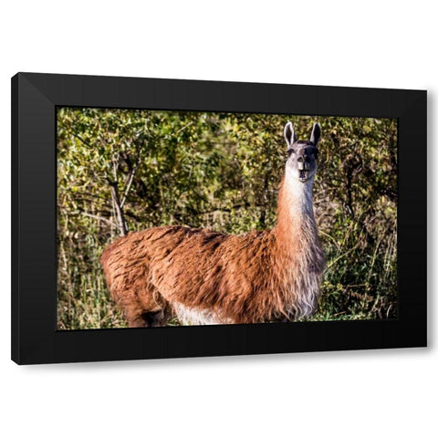Llama Portrait VIII Black Modern Wood Framed Art Print by Stockton, Tyler
