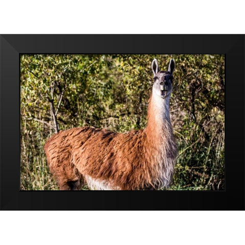 Llama Portrait VIII Black Modern Wood Framed Art Print by Stockton, Tyler