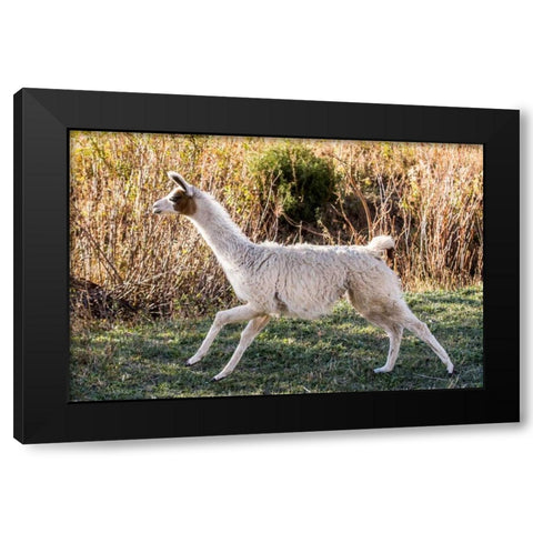 Llama Portrait IX Black Modern Wood Framed Art Print by Stockton, Tyler