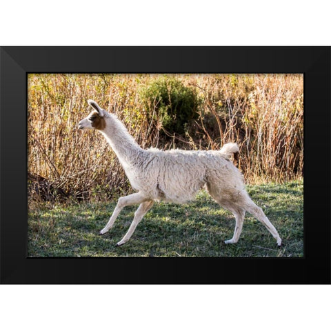 Llama Portrait IX Black Modern Wood Framed Art Print by Stockton, Tyler