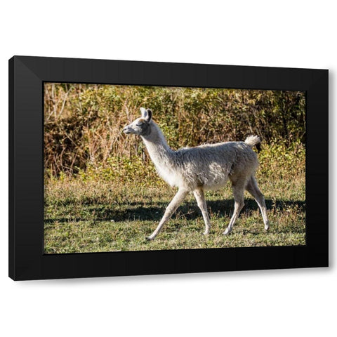Llama Portrait X Black Modern Wood Framed Art Print by Stockton, Tyler