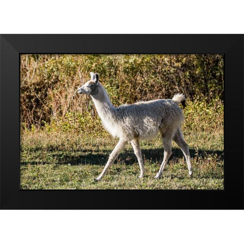 Llama Portrait X Black Modern Wood Framed Art Print by Stockton, Tyler