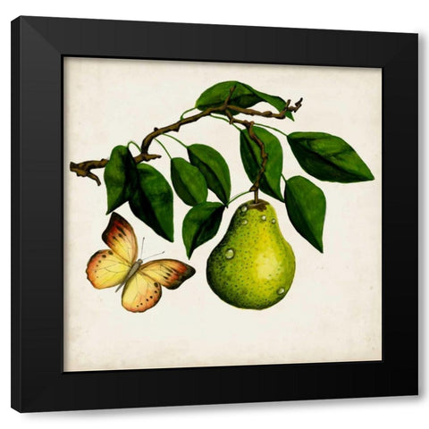 Fruit with Butterflies I Black Modern Wood Framed Art Print by McCavitt, Naomi
