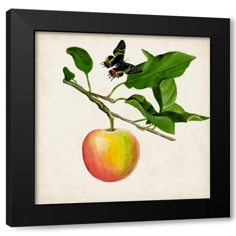 Fruit with Butterflies IV Black Modern Wood Framed Art Print by McCavitt, Naomi
