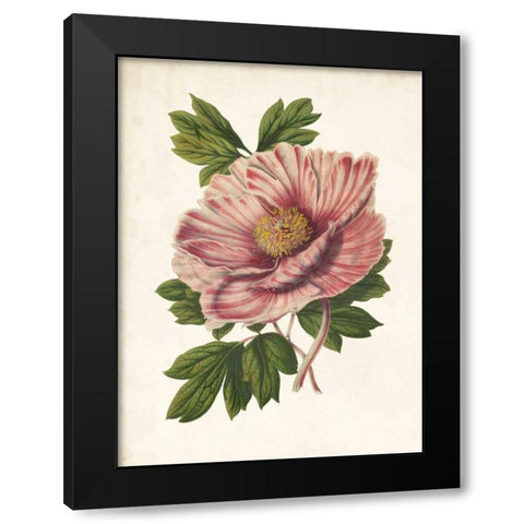 Striking Peony  Black Modern Wood Framed Art Print by Houtteano, Van