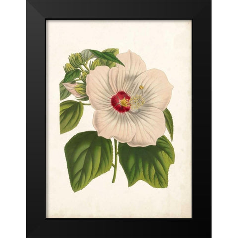 Striking Hibiscus Black Modern Wood Framed Art Print by Houtteano, Van
