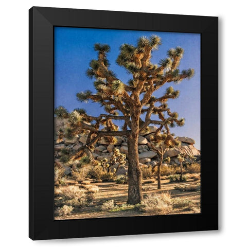 Views of Joshua Tree II Black Modern Wood Framed Art Print with Double Matting by Perry, Rachel