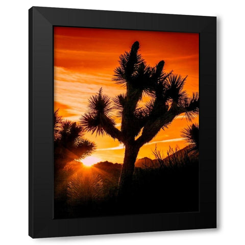 Views of Joshua Tree V Black Modern Wood Framed Art Print with Double Matting by Perry, Rachel